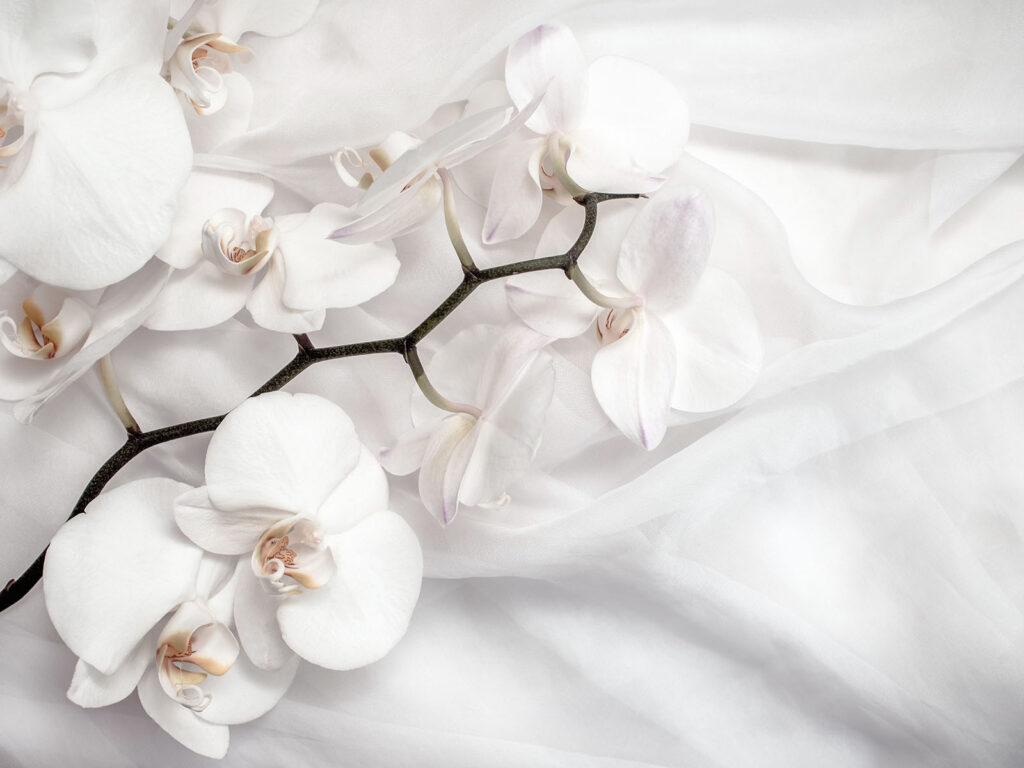 Białe orchidee na białym materiale u94056p 1024x768 - Białe orchidee na białym materiale