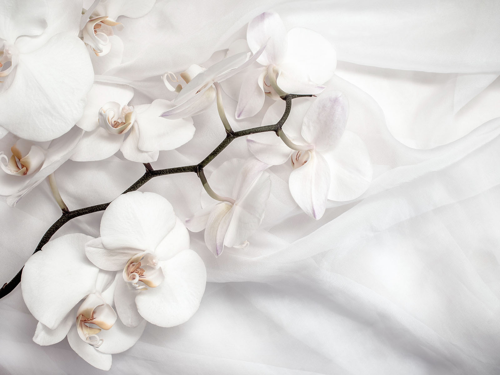 Białe orchidee na białym materiale u94056p - Białe orchidee na białym materiale