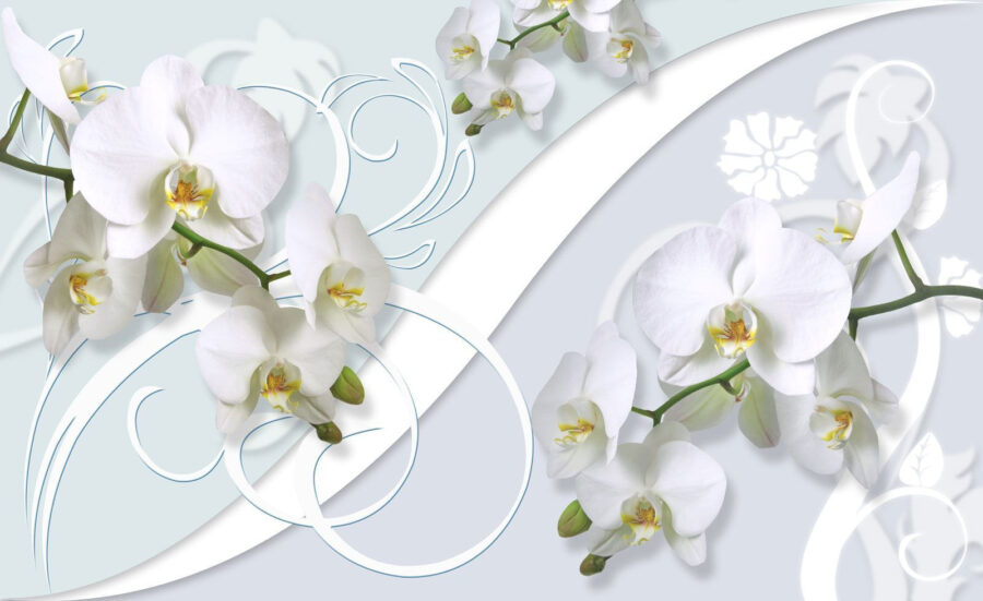 Piękne orchidee na delikatnym tle