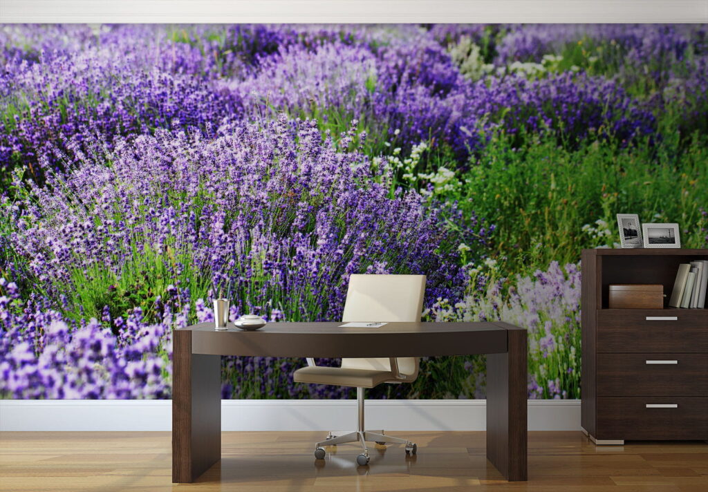 u57293piw1 1024x712 - Pole fioletowych kwiatów - tegory