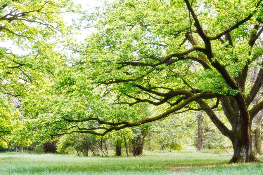 Fototapeta Drzewo z zielonymi liśćmi - obrazek 3
