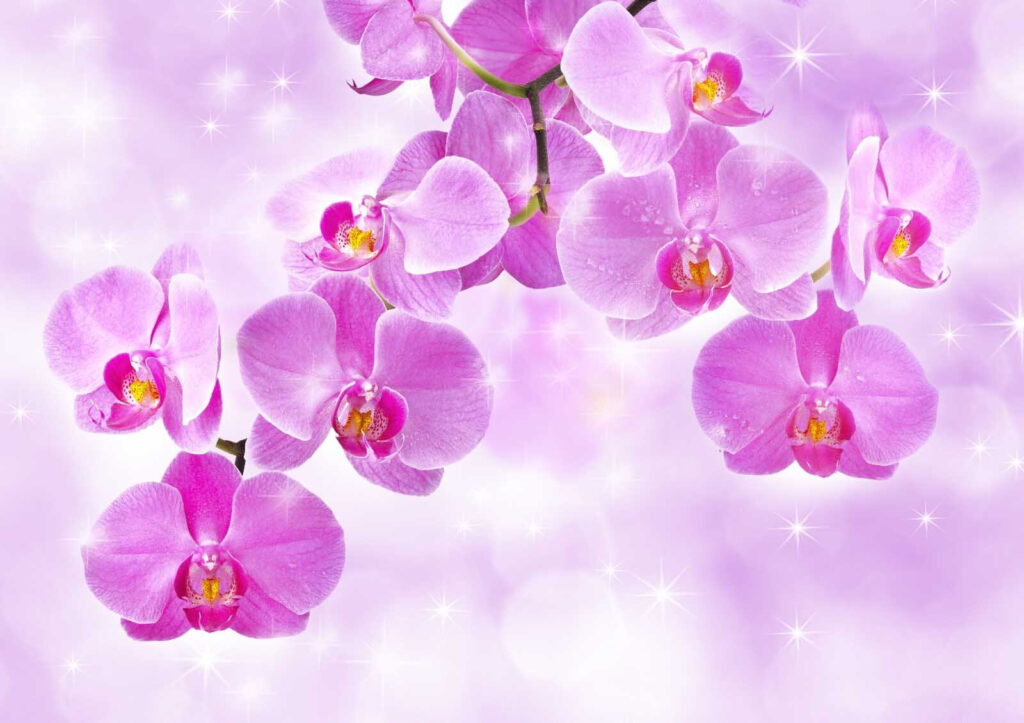Delikatne orchidee w łagodnych odcieniach Delikatne orchidee w łagodnych odcieniach