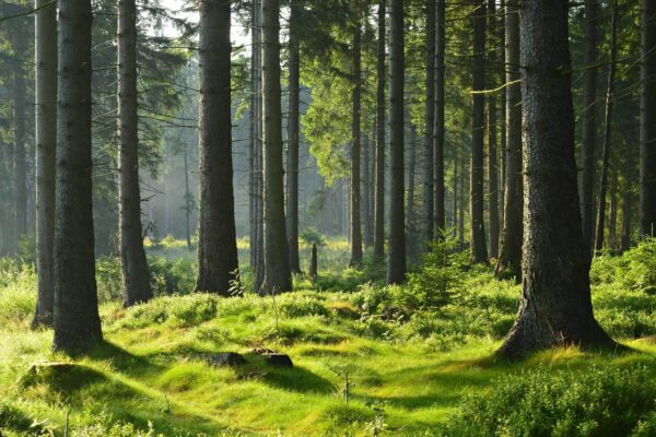 Las z wysokimi drzewami i trawą Las z wysokimi drzewami i trawą