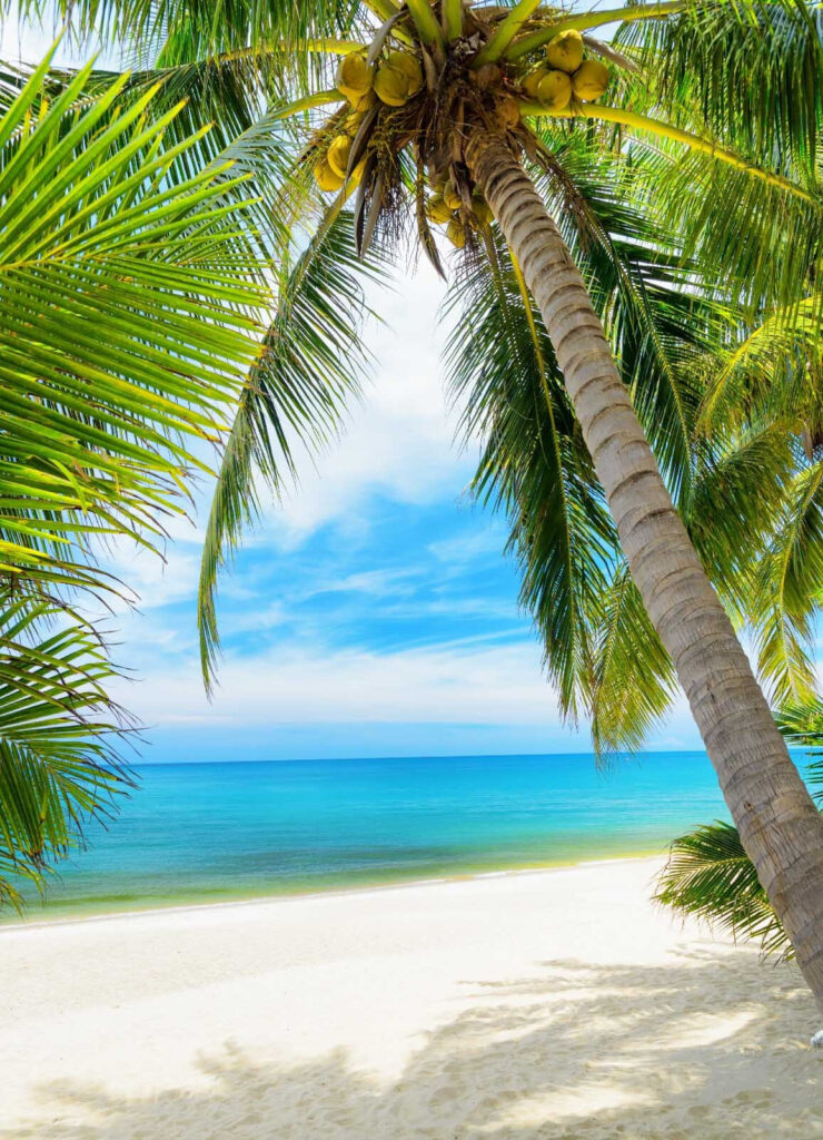 Palmy na plaży Palmy na plaży