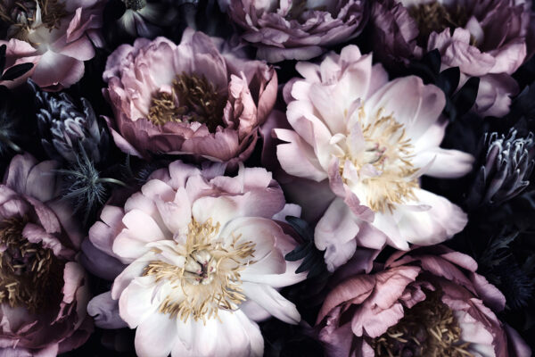 Elegant blooms in soft hues Elegant blooms in soft hues