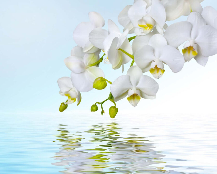 Białe orchidee nad wodą Białe orchidee nad wodą