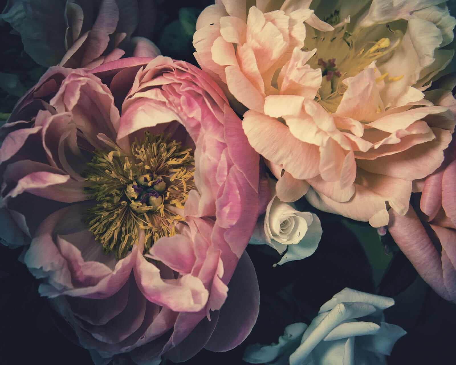 u53297p - Piękne kwiaty w delikatnych odcieniach - tegory