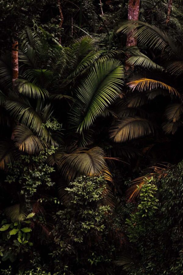 Grupa palm Grupa palm