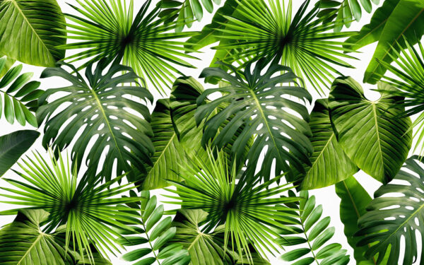 Group of green leaves