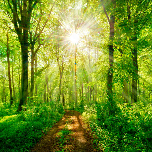 Path through a forest with trees and plants