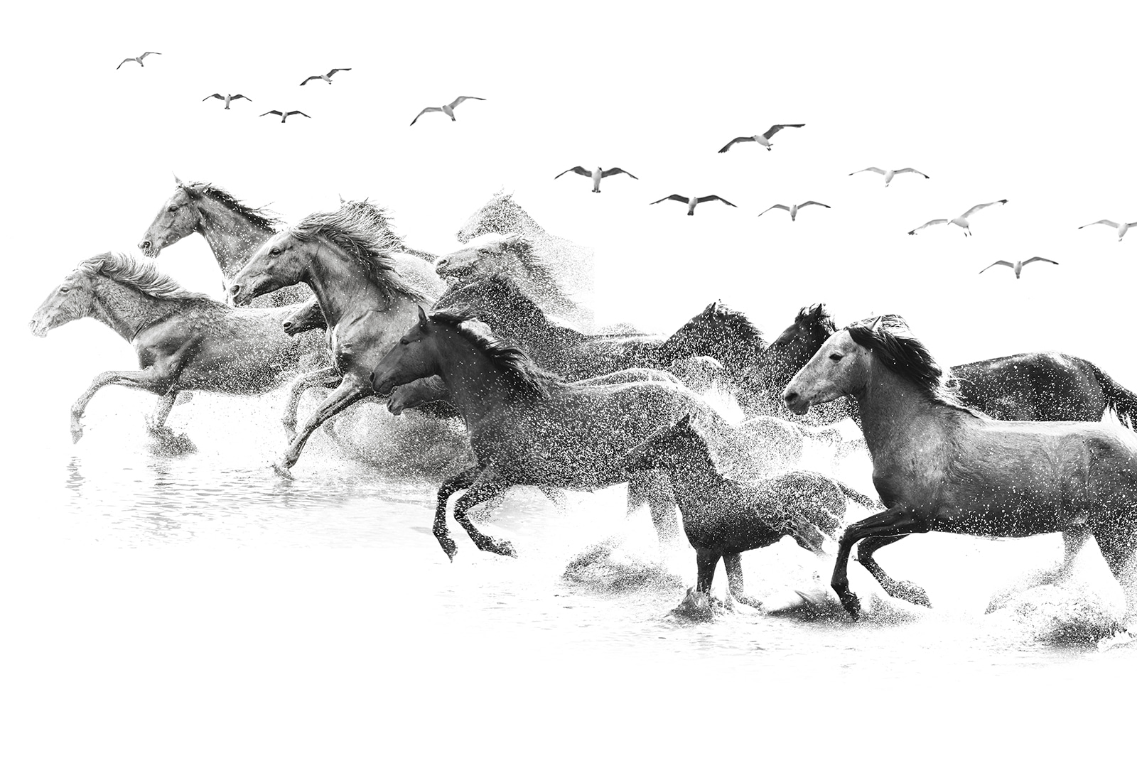 u14413p - Grupa koni biegnących przez wodę - tegory