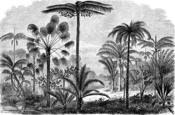 Czarno-biały rysunek palm Czarno-biały rysunek palm
