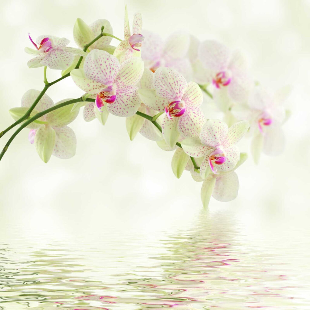 Delikatne orchidee nad łagodną wodą. Delikatne orchidee nad łagodną wodą.