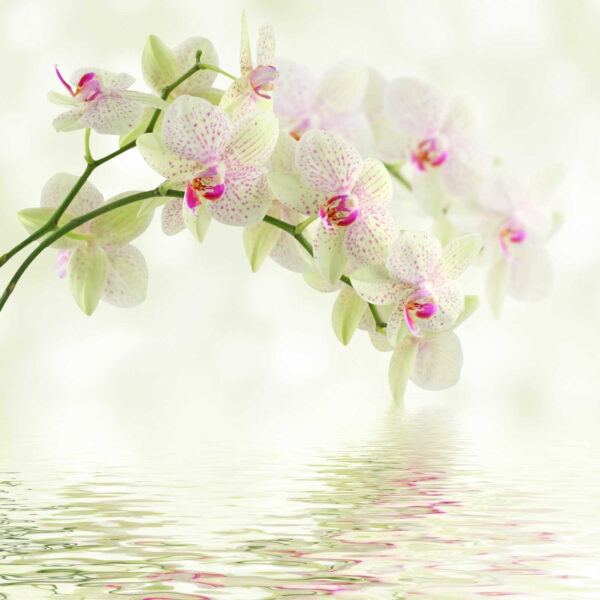 Delikatne orchidee nad łagodną wodą. Delikatne orchidee nad łagodną wodą.