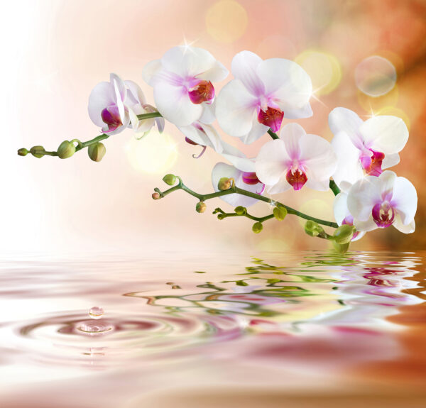 Białe orchidee na gałęzi z falami wody Białe orchidee na gałęzi z falami wody