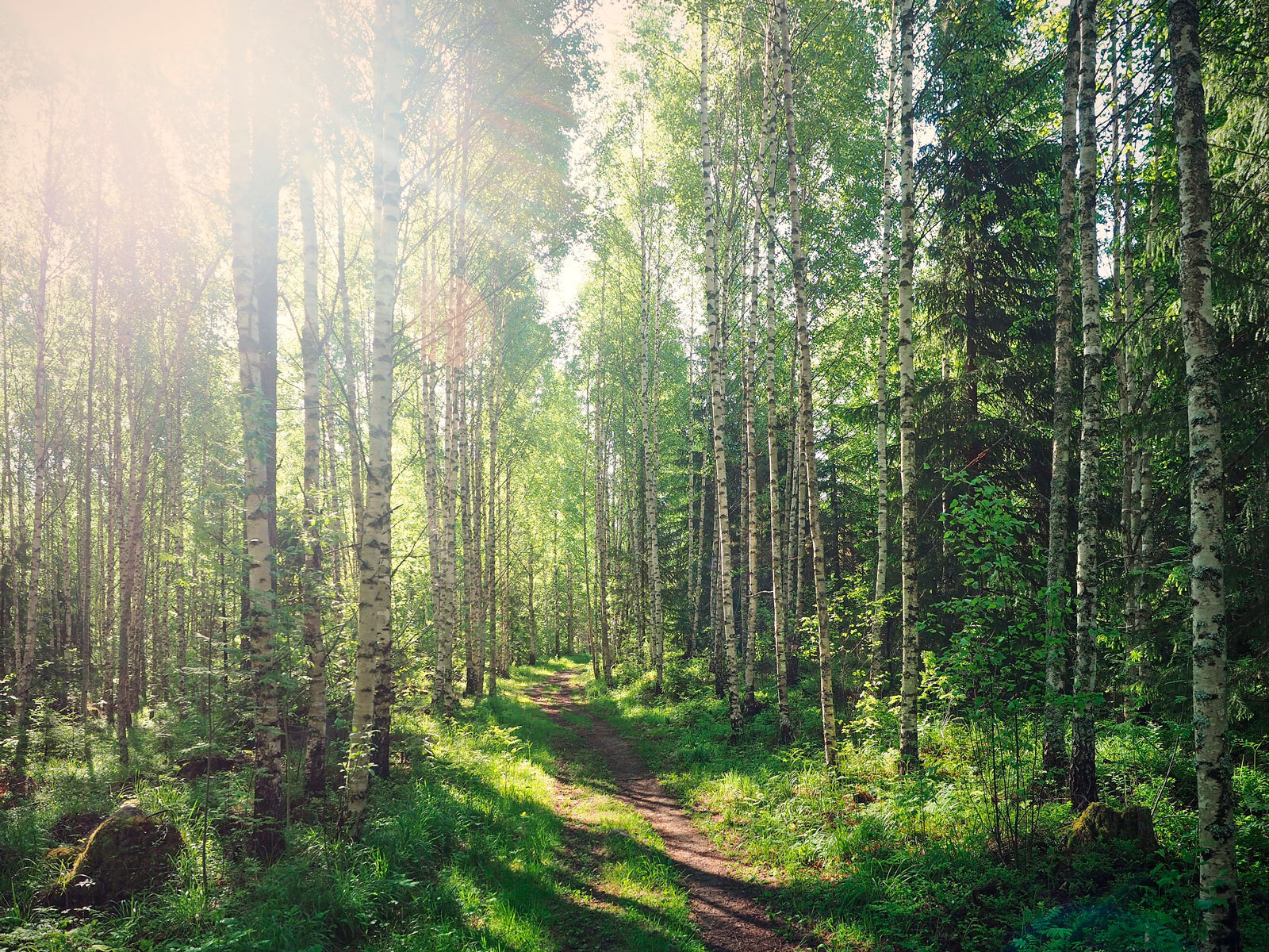 Path through a forest of trees Path through a forest of trees