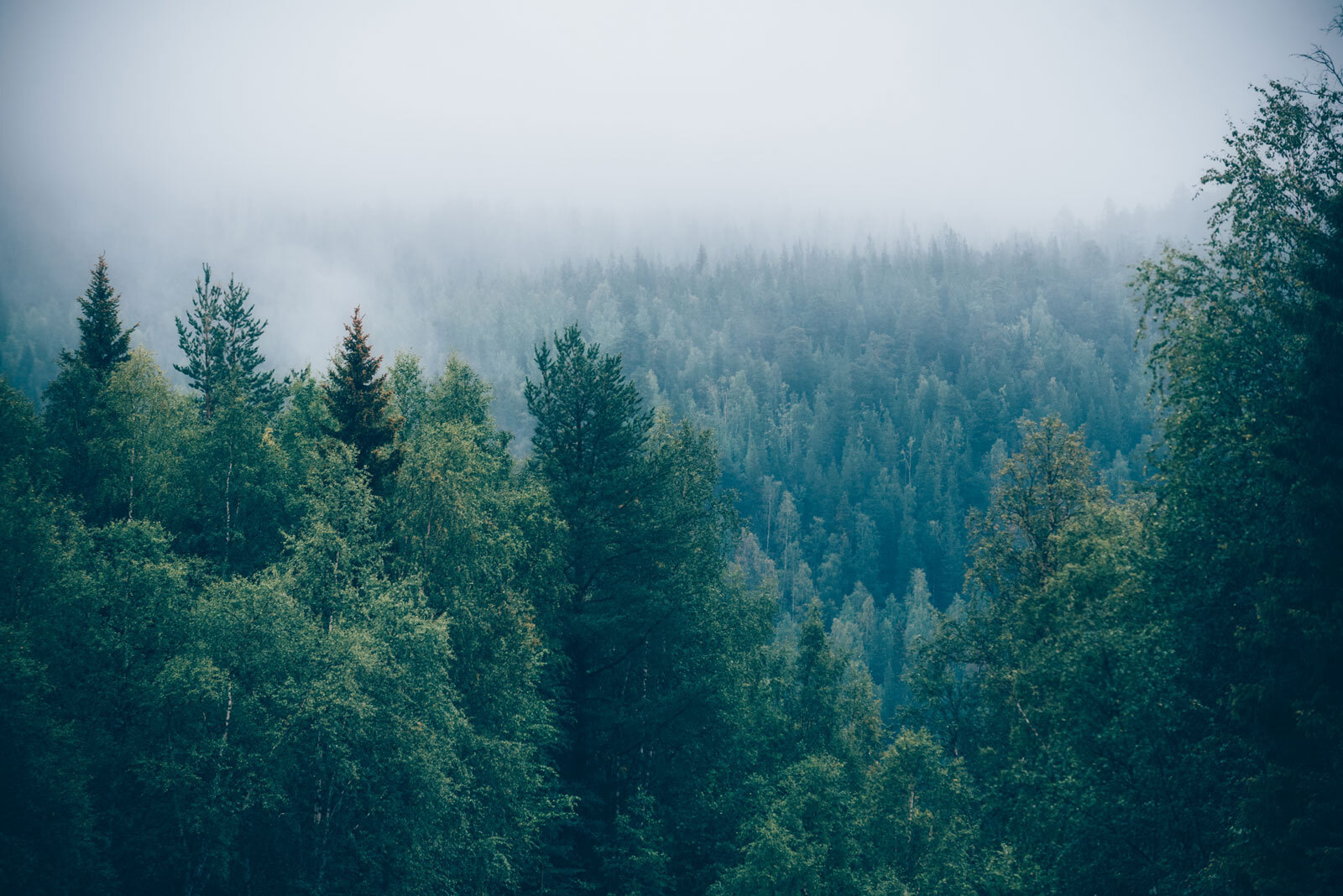 u74236p - Las drzew z mgłą - tegory