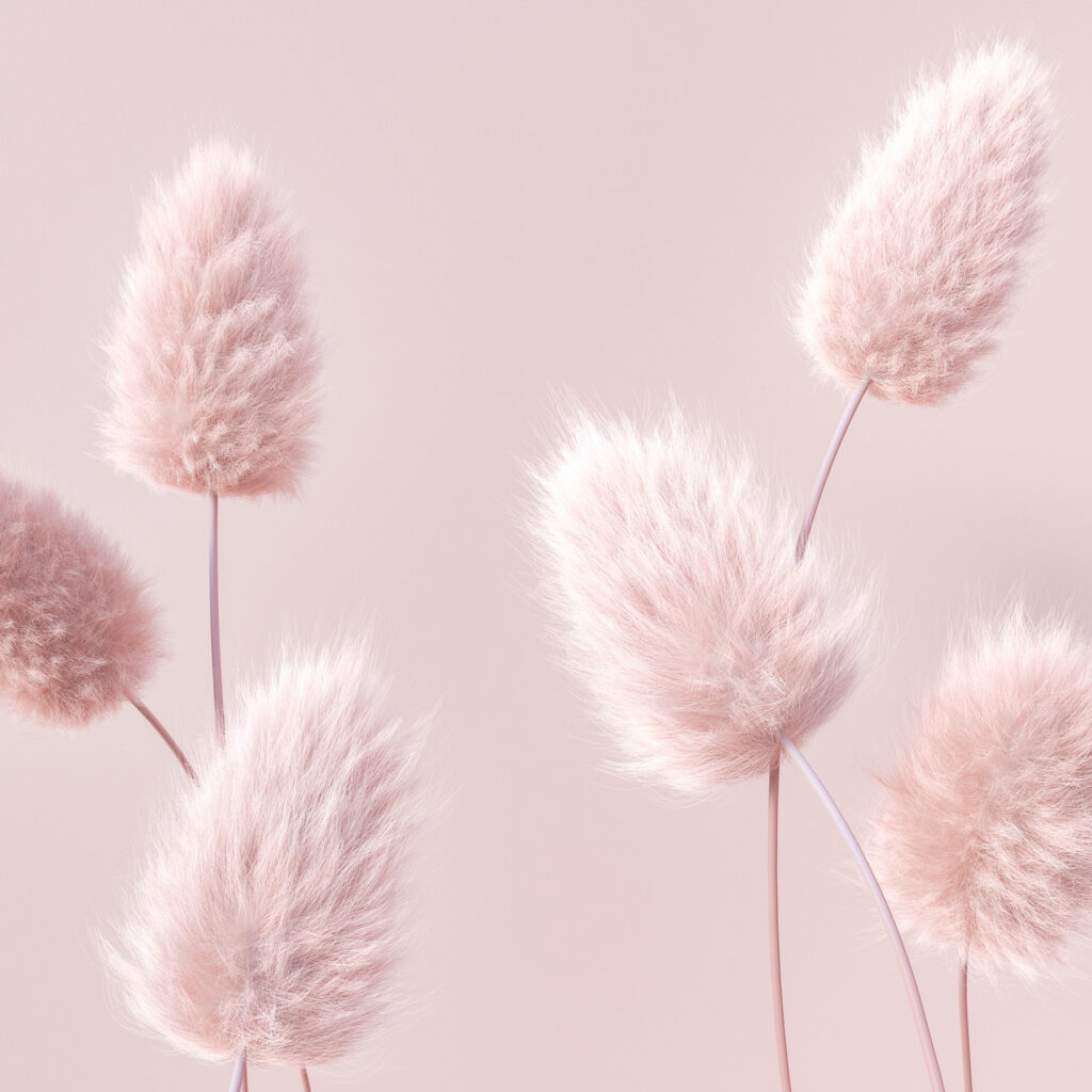 A group of fluffy pink flowers