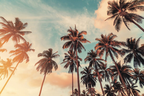 Grupa palm Grupa palm