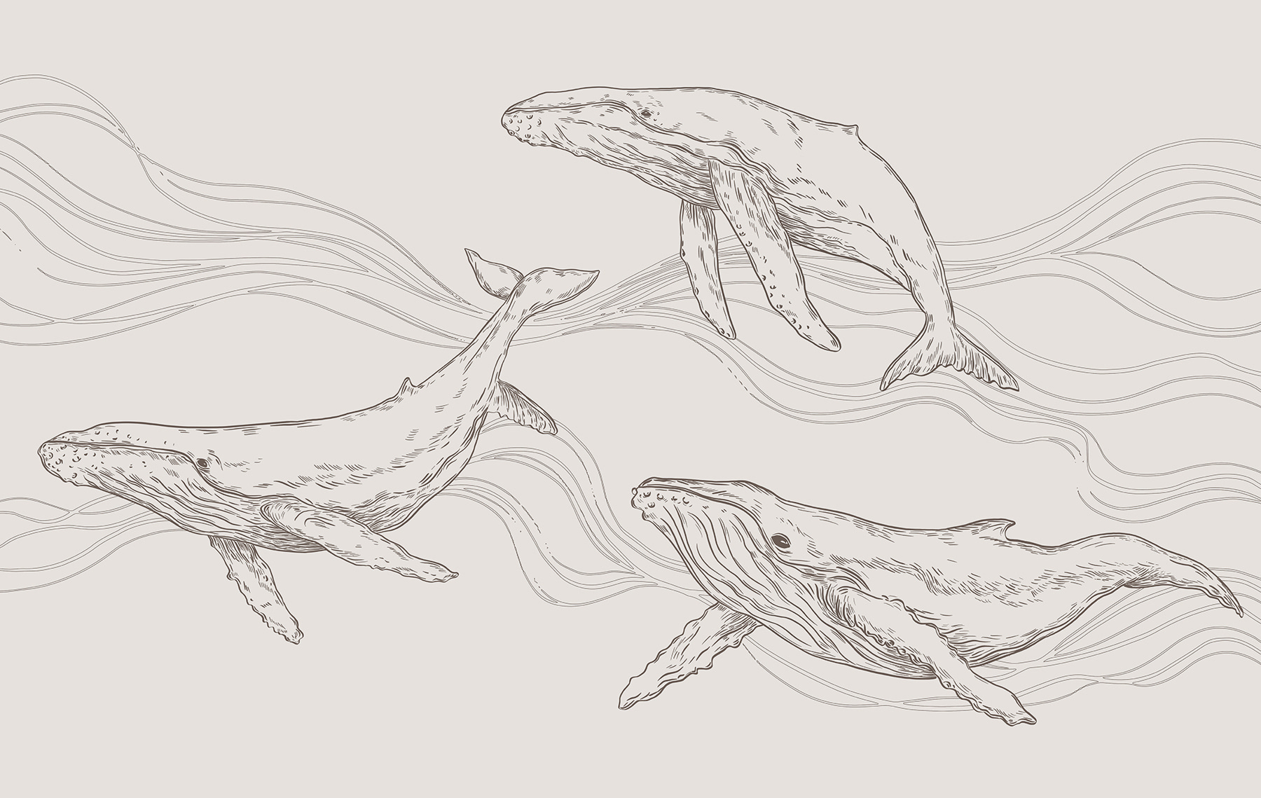 A group of whales swimming in the water