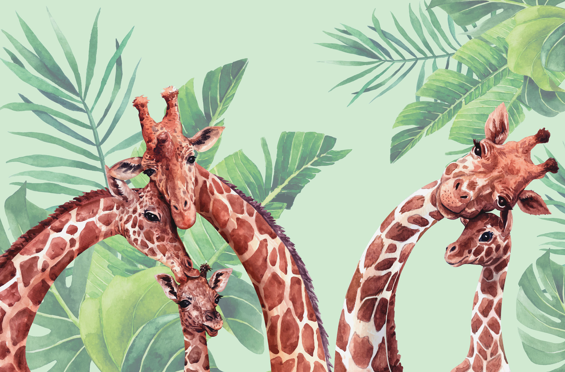 A group of giraffes with their heads together A group of giraffes with their heads together