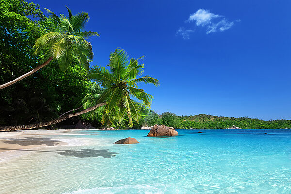 Plaża z palmami i błękitną wodą Plaża z palmami i błękitną wodą