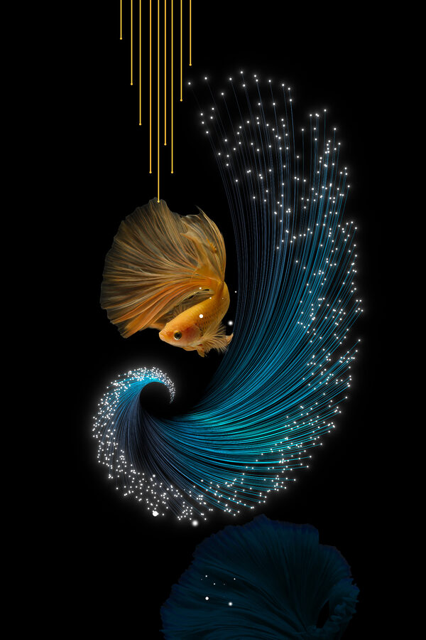 Betta fish adorned in shimmering light Betta fish adorned in shimmering light