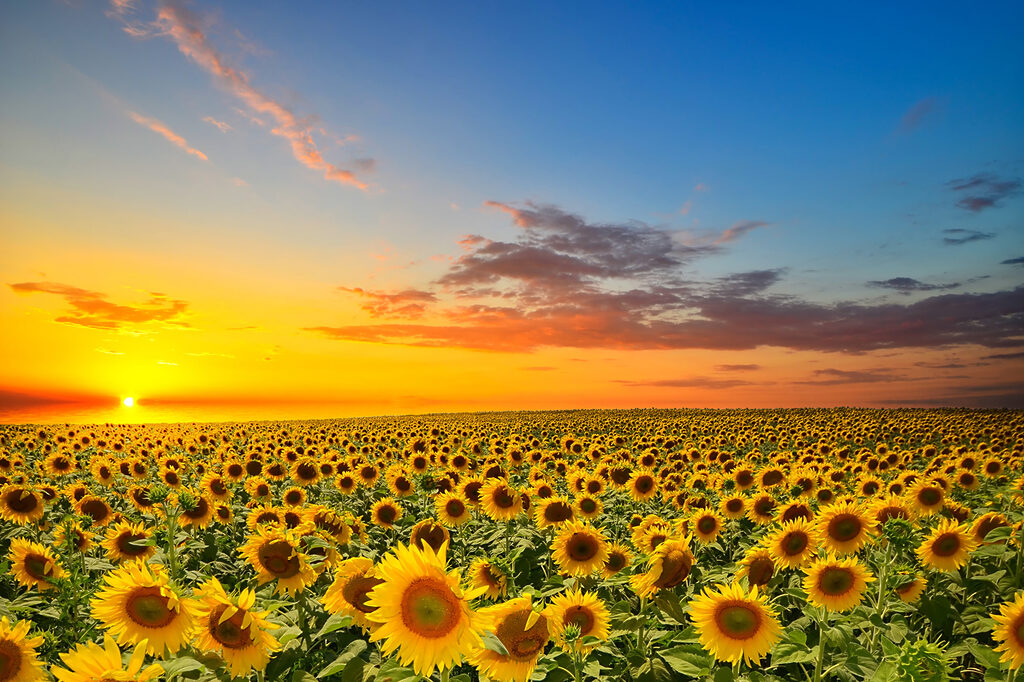 A field of sunflowers at sunset