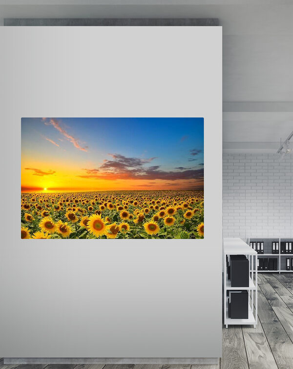 A field of sunflowers at sunset