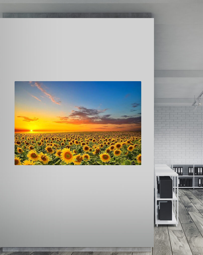 A field of sunflowers at sunset