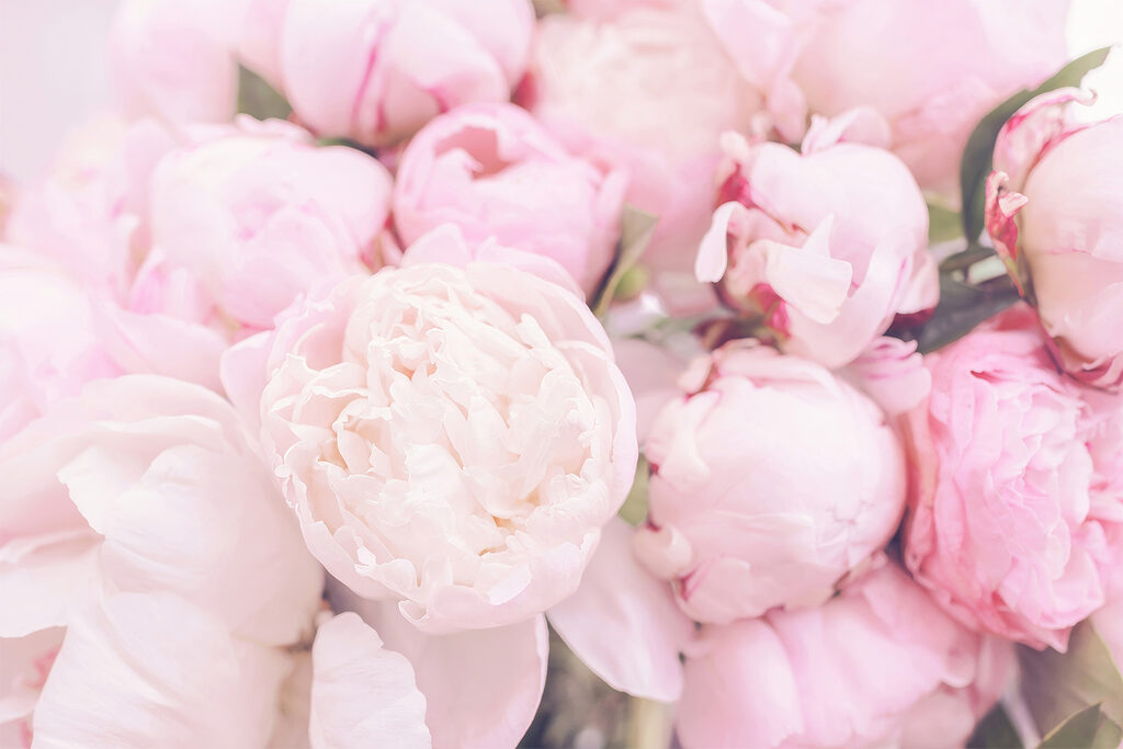 A group of pink flowers A group of pink flowers
