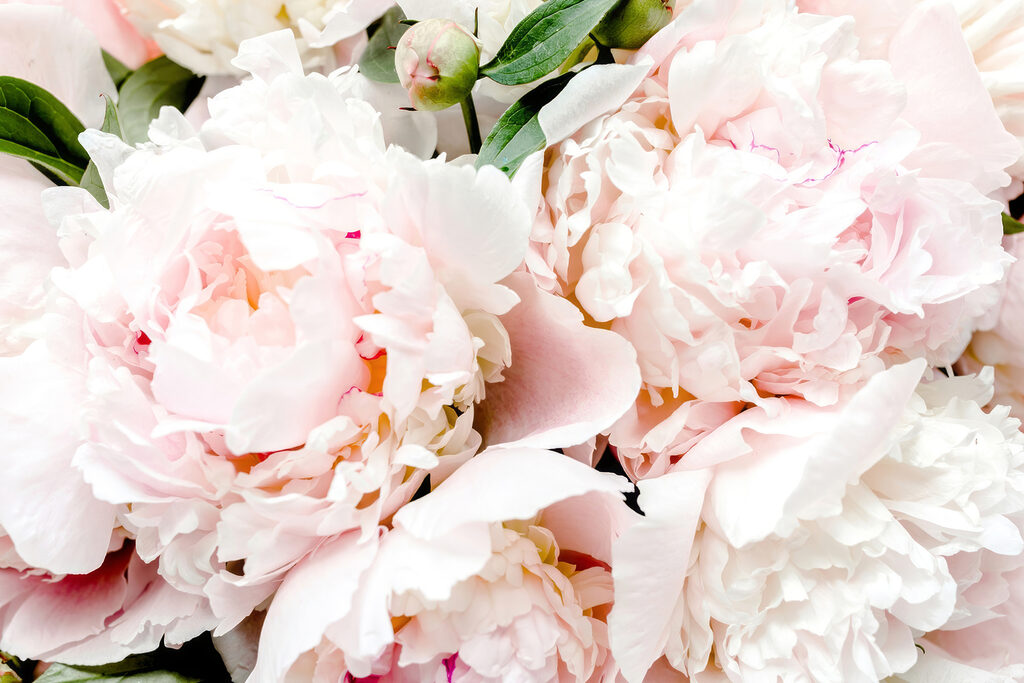 A group of pink flowers A group of pink flowers