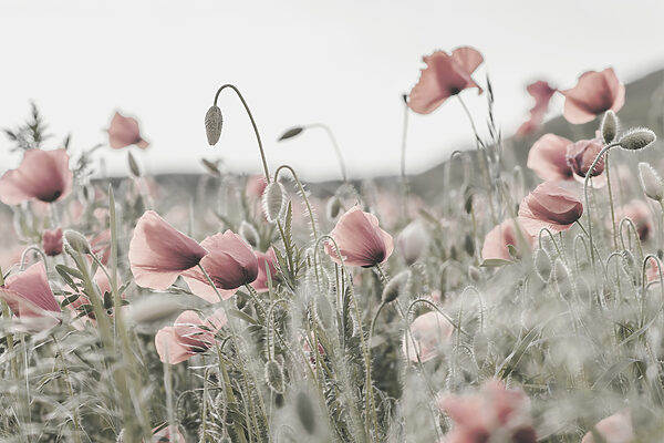 A field of pink flowers
