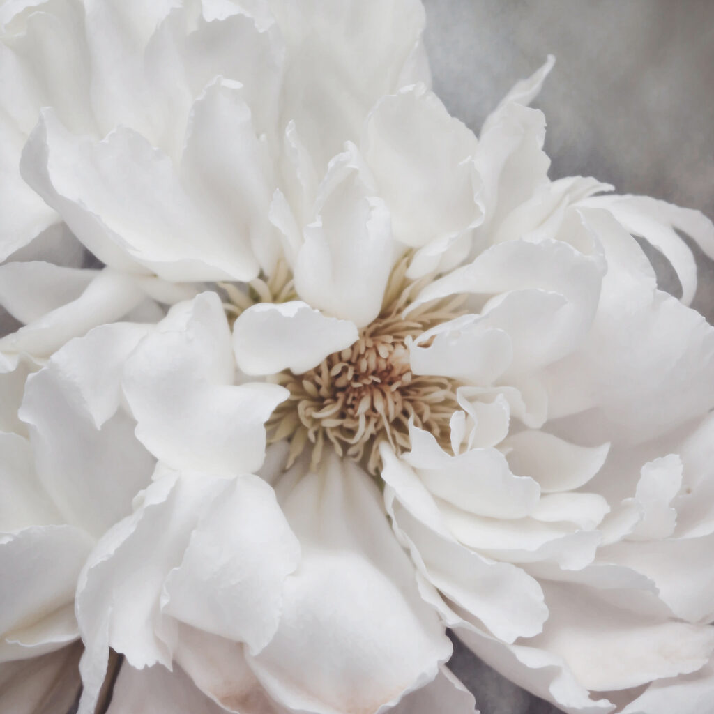 A close up of a white flower A close up of a white flower