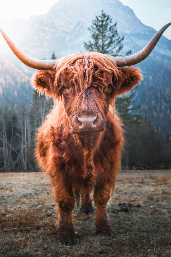 A yak with long horns standing in a field A yak with long horns standing in a field