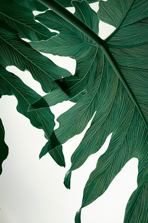 Vibrant green leaves in sunlight