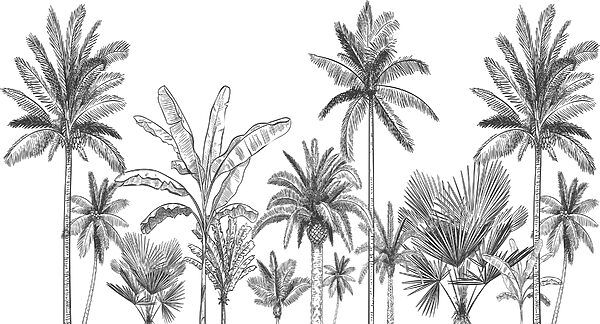 Grupa palm Grupa palm