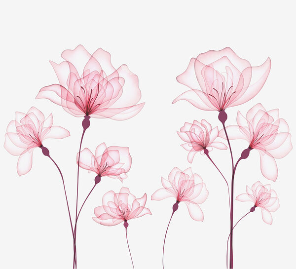 A group of pink flowers A group of pink flowers