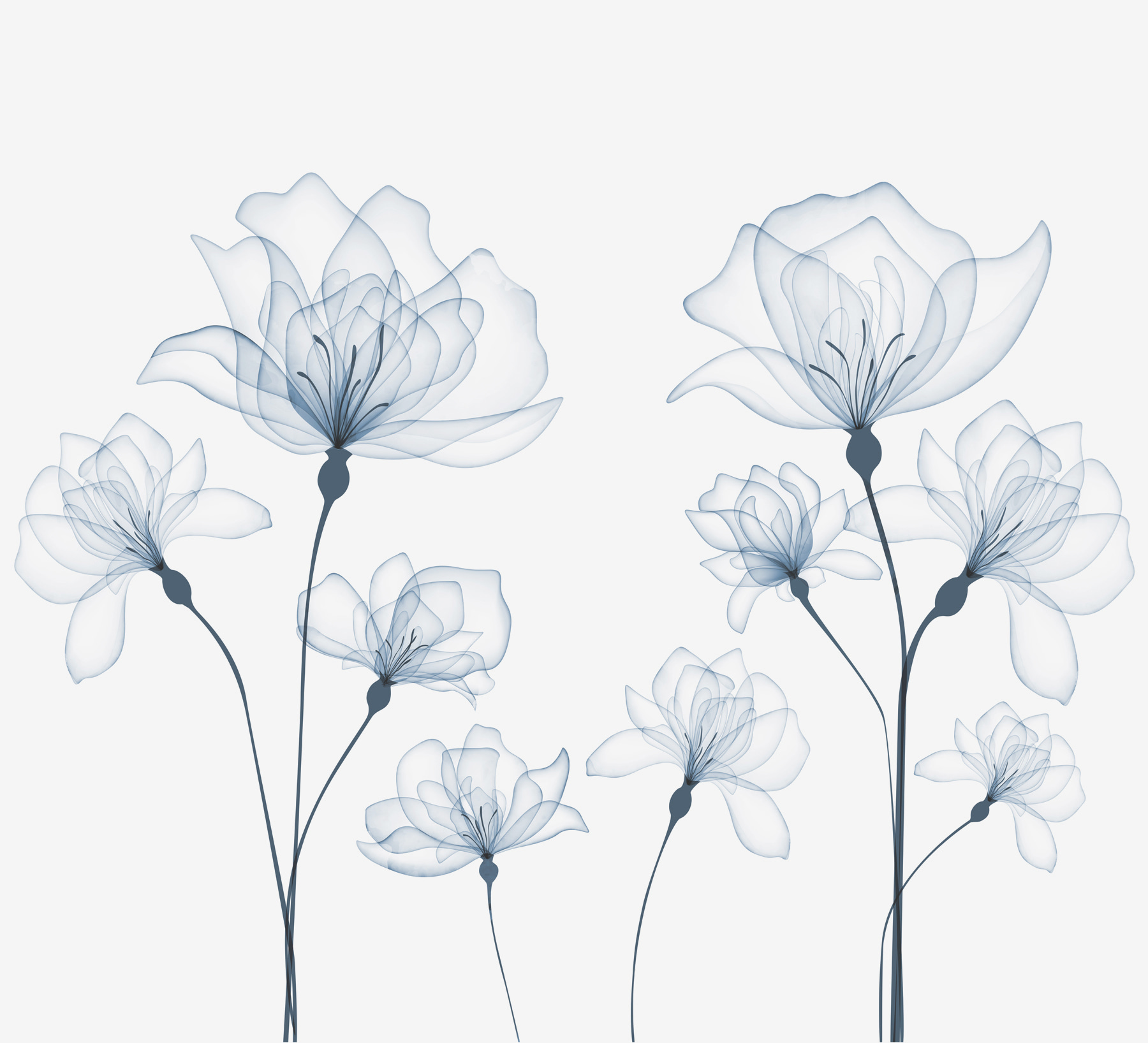 A transparent flowers on a white background