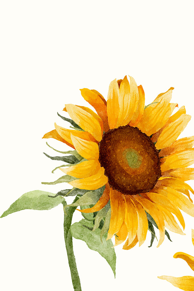 A close up of a sunflower