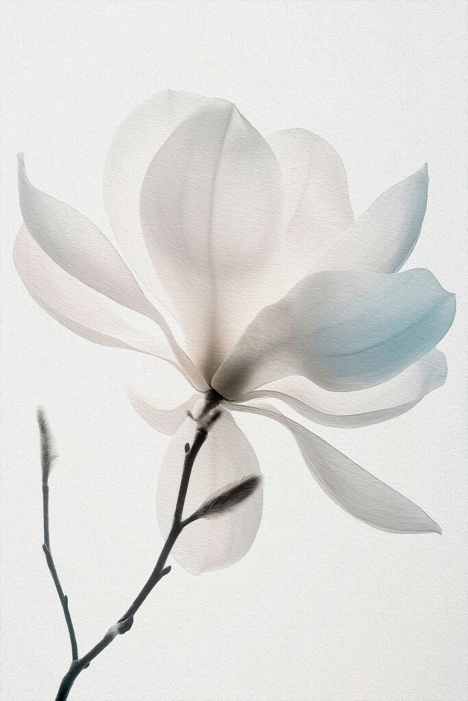 White flower with leaves White flower with leaves