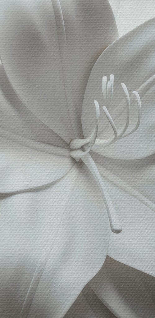 White flower on a white surface White flower on a white surface