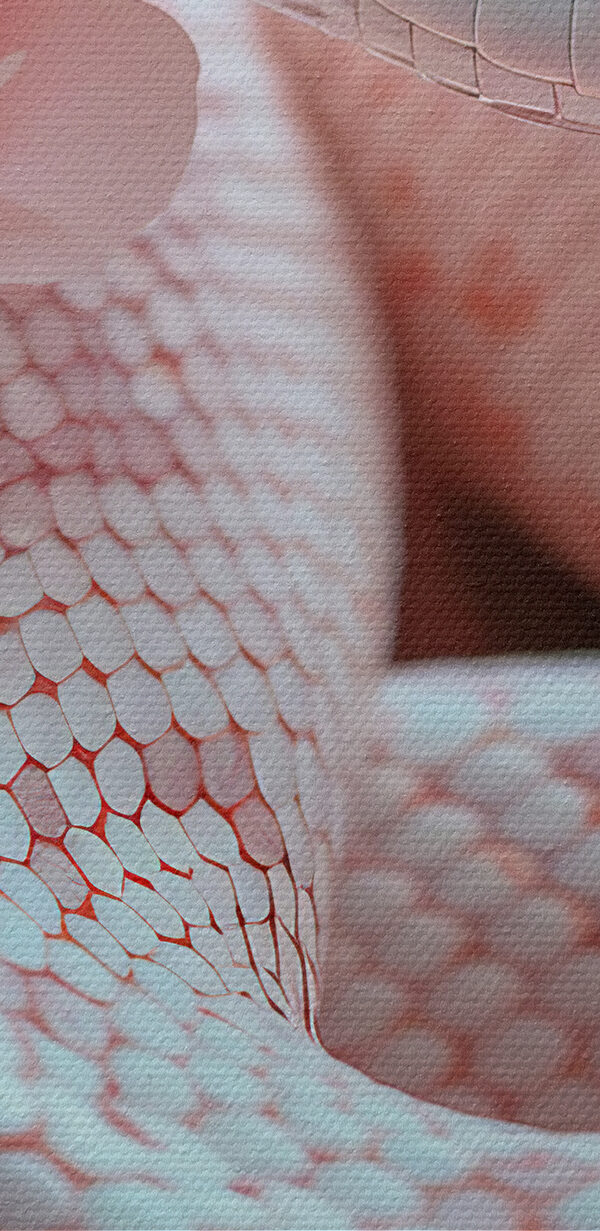 Biały wąż w różowych kwiatach Biały wąż w różowych kwiatach