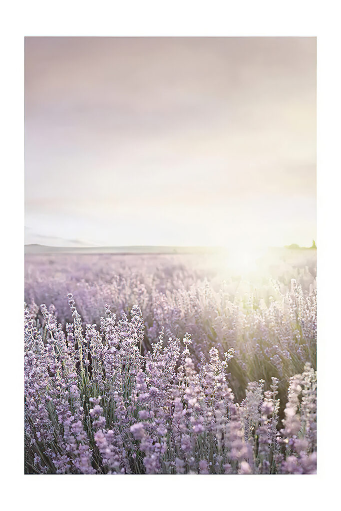 Lavender fields under a soft sunrise