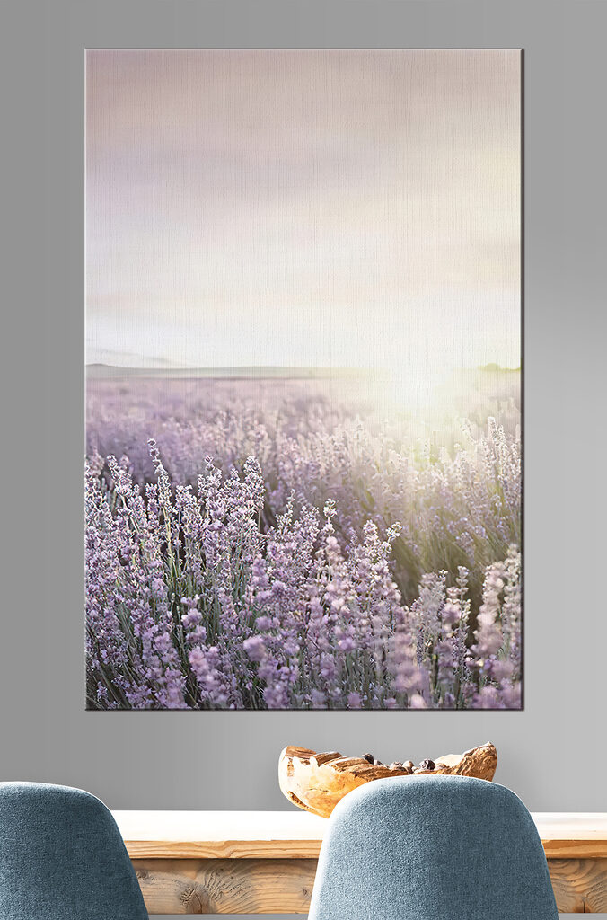Lavender fields under a soft sunrise