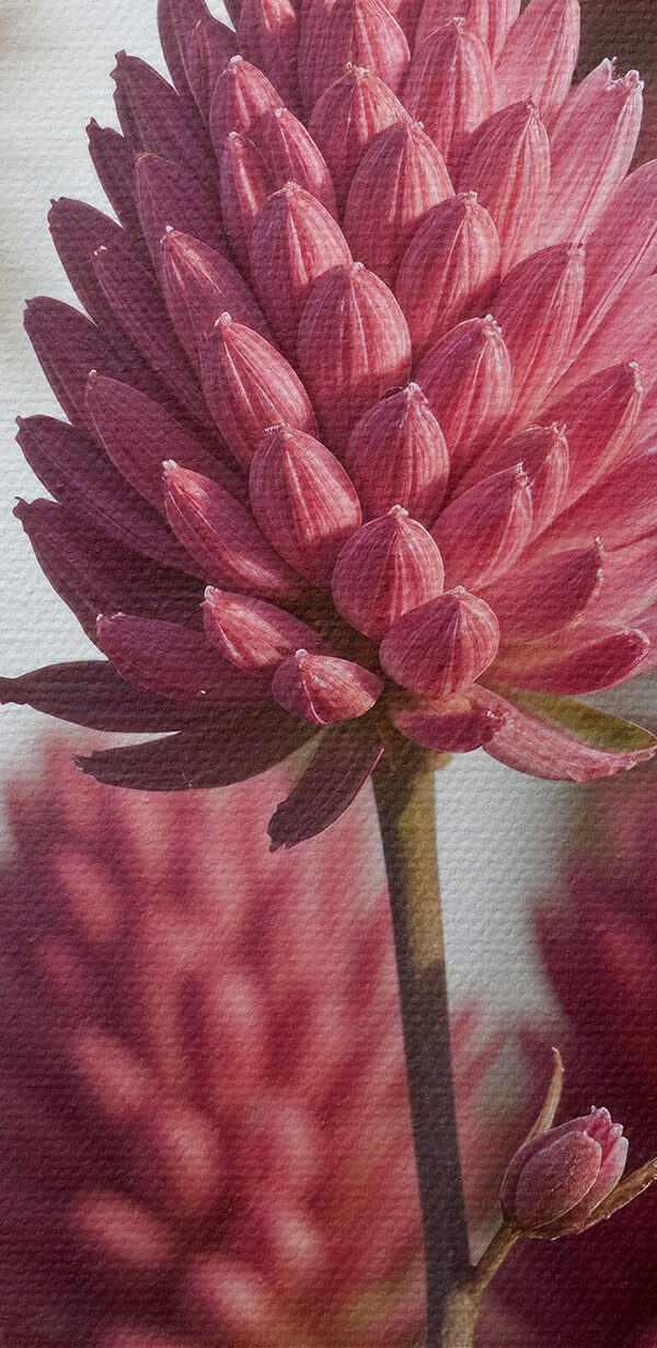 Group of pink flowers