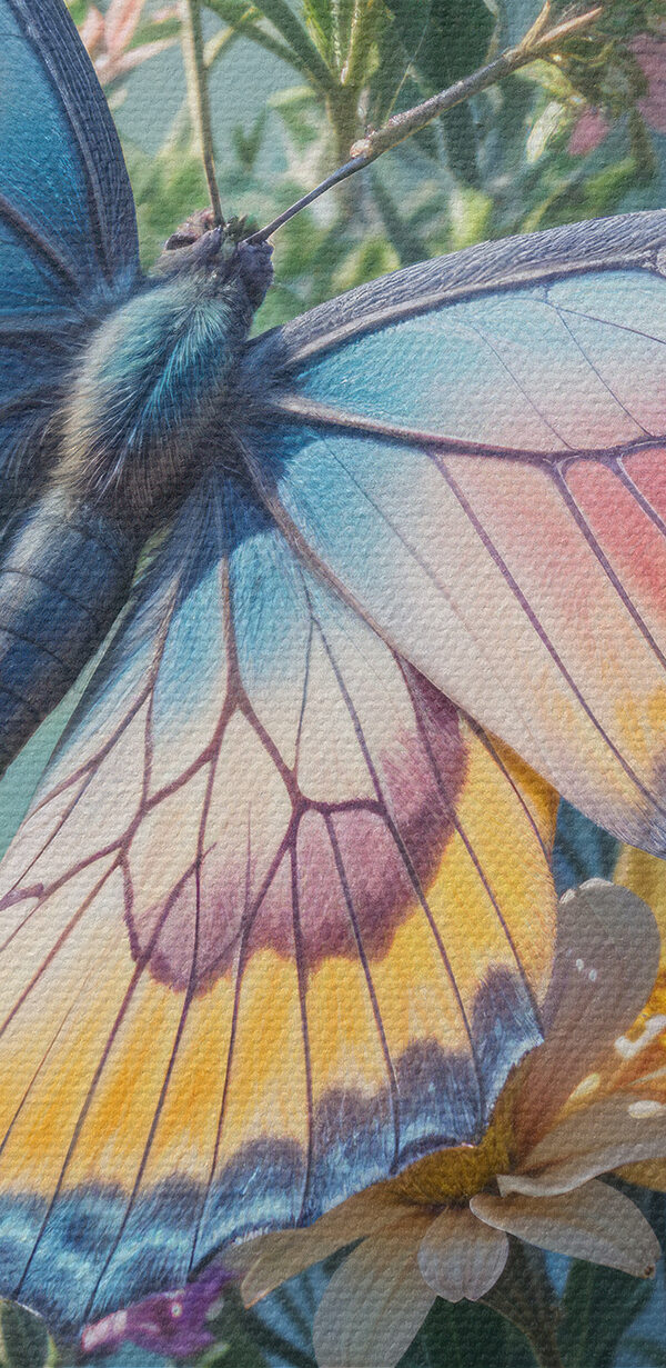 Motyl na kwiatku Motyl na kwiatku