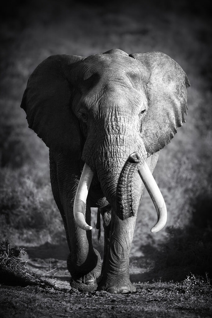 An elephant with tusks walking An elephant with tusks walking