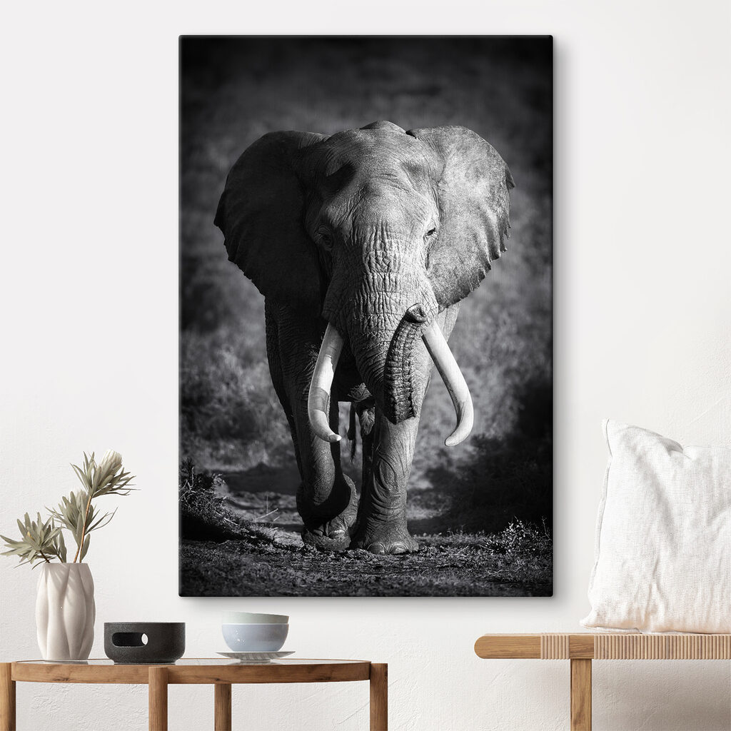 An elephant with tusks walking An elephant with tusks walking