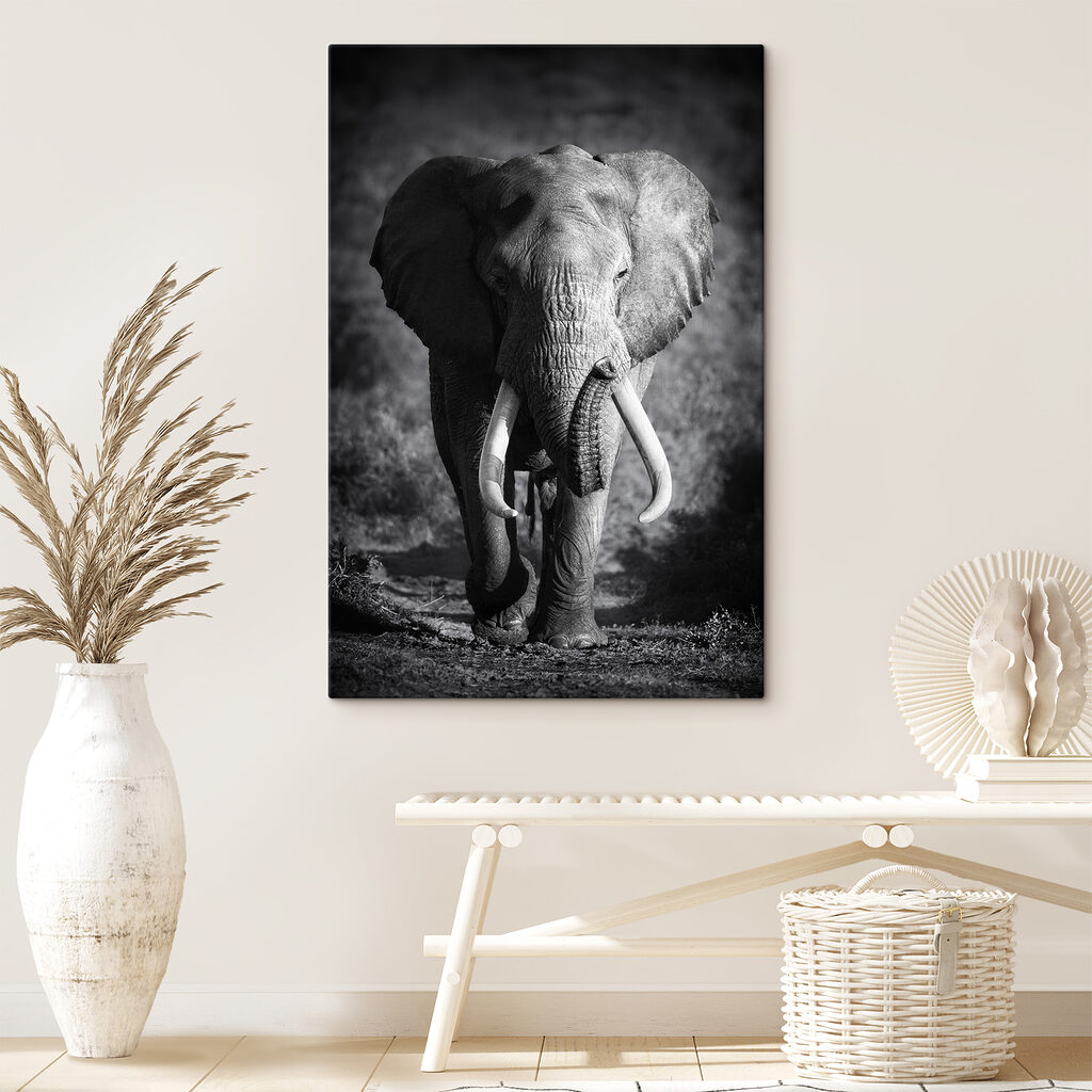 An elephant with tusks walking An elephant with tusks walking